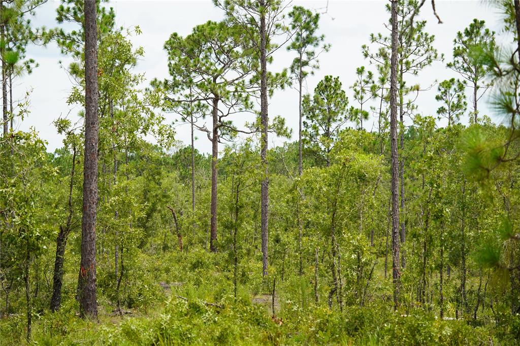 A wooded lot featuring tall pine trees and dense undergrowth under a bright sky — SE STATE ROAD 121 LOT C & D, MORRISTON, FL