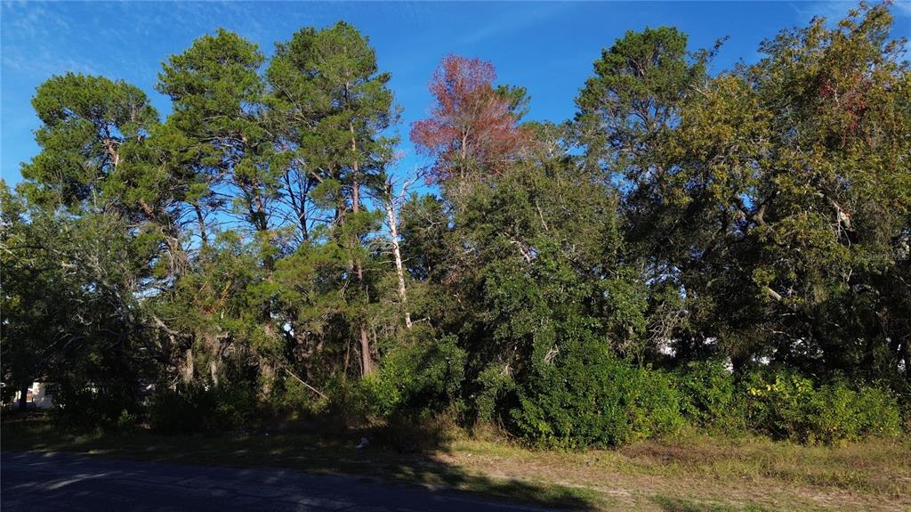 A wooded lot with tall pine trees and dense undergrowth sits beside a paved road — 7939 RHANBUOY ROAD, SPRING HILL, FL