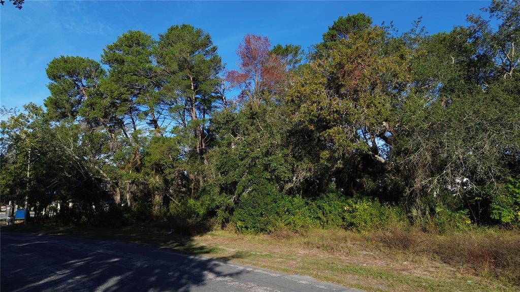 A paved road runs along a wooded lot with tall pine and oak trees — 7939 RHANBUOY ROAD, SPRING HILL, FL