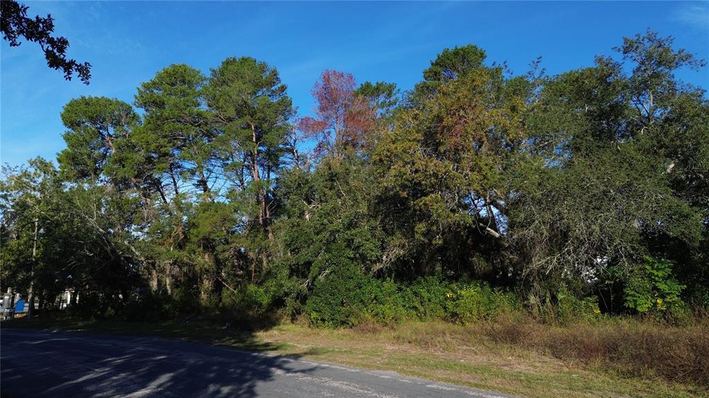 A paved road runs alongside a dense, wooded lot with various tall trees and shrubs — 7939 RHANBUOY ROAD, SPRING HILL, FL