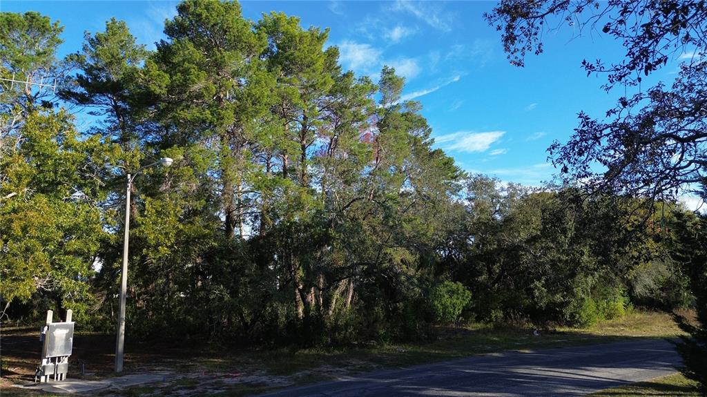 A paved road runs alongside a wooded lot featuring tall pine trees and a utility pole — 7939 RHANBUOY ROAD, SPRING HILL, FL