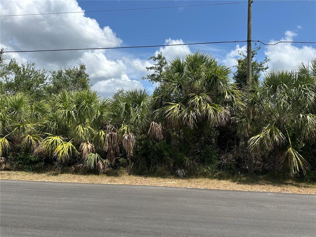 A paved road runs in front of a dense line of palm trees and vegetation — 12006 GROUSE AVENUE, PORT CHARLOTTE, FL