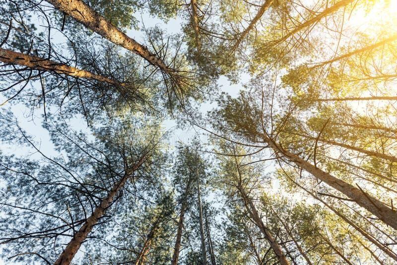 A low-angle view looking up at the tops of tall pine trees against the sky — 2811 53RD STREET W, LEHIGH ACRES, FL