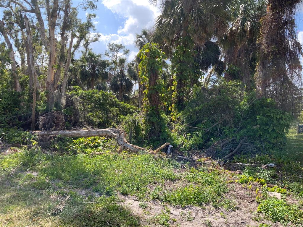 A densely wooded, overgrown lot features a fallen tree trunk in the foreground — 2271 WESTWOOD ROAD, NORTH FORT MYERS, FL