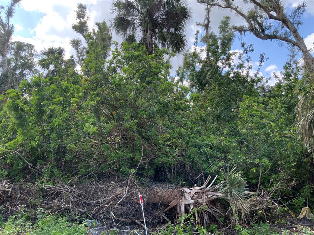 A dense, overgrown wooded area features a fallen palm tree trunk in the foreground — 2271 WESTWOOD ROAD, NORTH FORT MYERS, FL