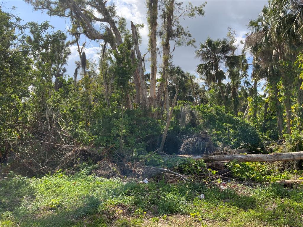 A densely wooded lot features tall trees, thick undergrowth, and a fallen log in the foreground — 2271 WESTWOOD ROAD, NORTH FORT MYERS, FL