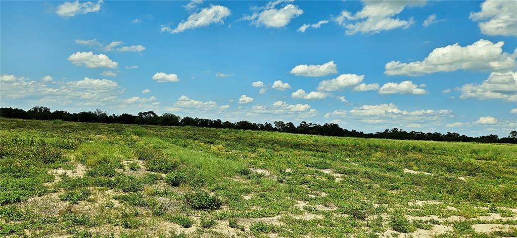A wide, grassy, and sandy field stretches toward a distant line of trees under clouds — MAMMOTH GROVE ROAD, LAKE WALES, FL