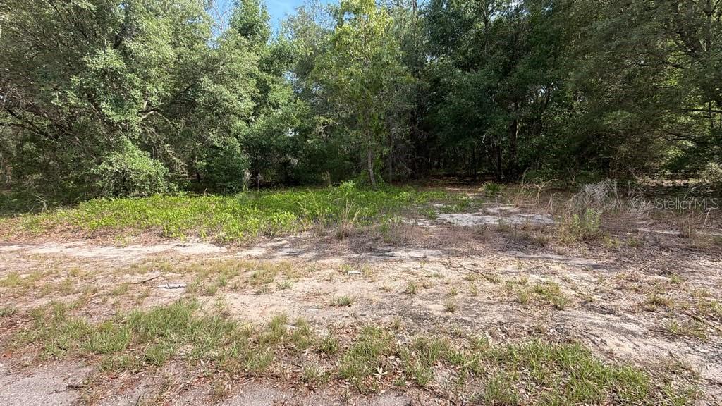 A vacant, sandy lot is bordered by a dense forest of mature trees — 0 GUAVA LANE PLACE, OCKLAWAHA, FL