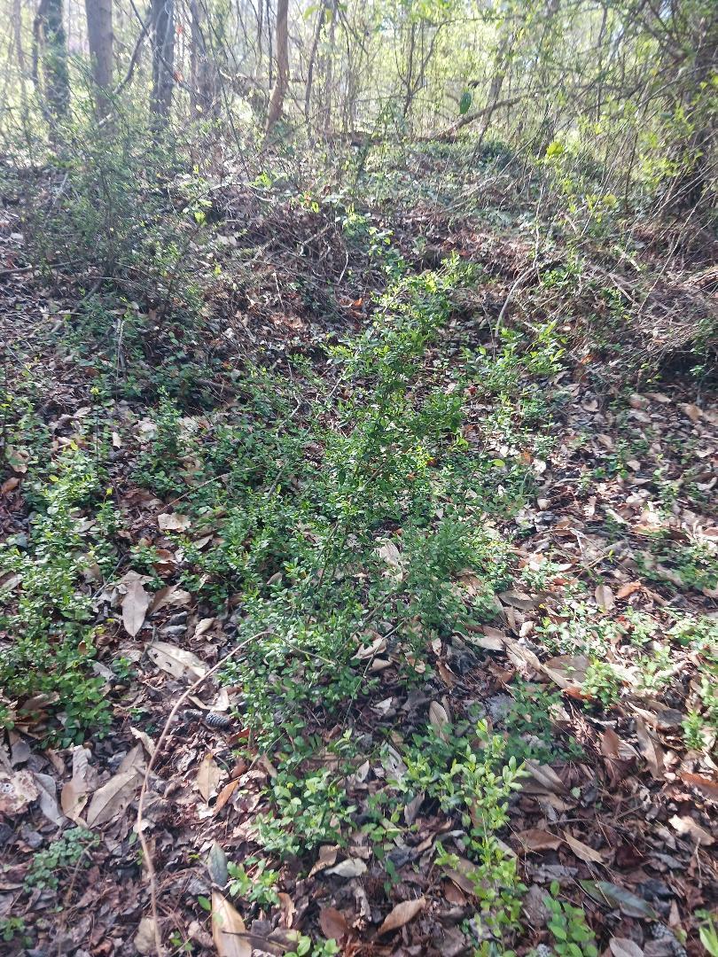 A small green shrub grows in a wooded area covered with fallen brown leaves — 000 158 Lane, FL 32024, FL