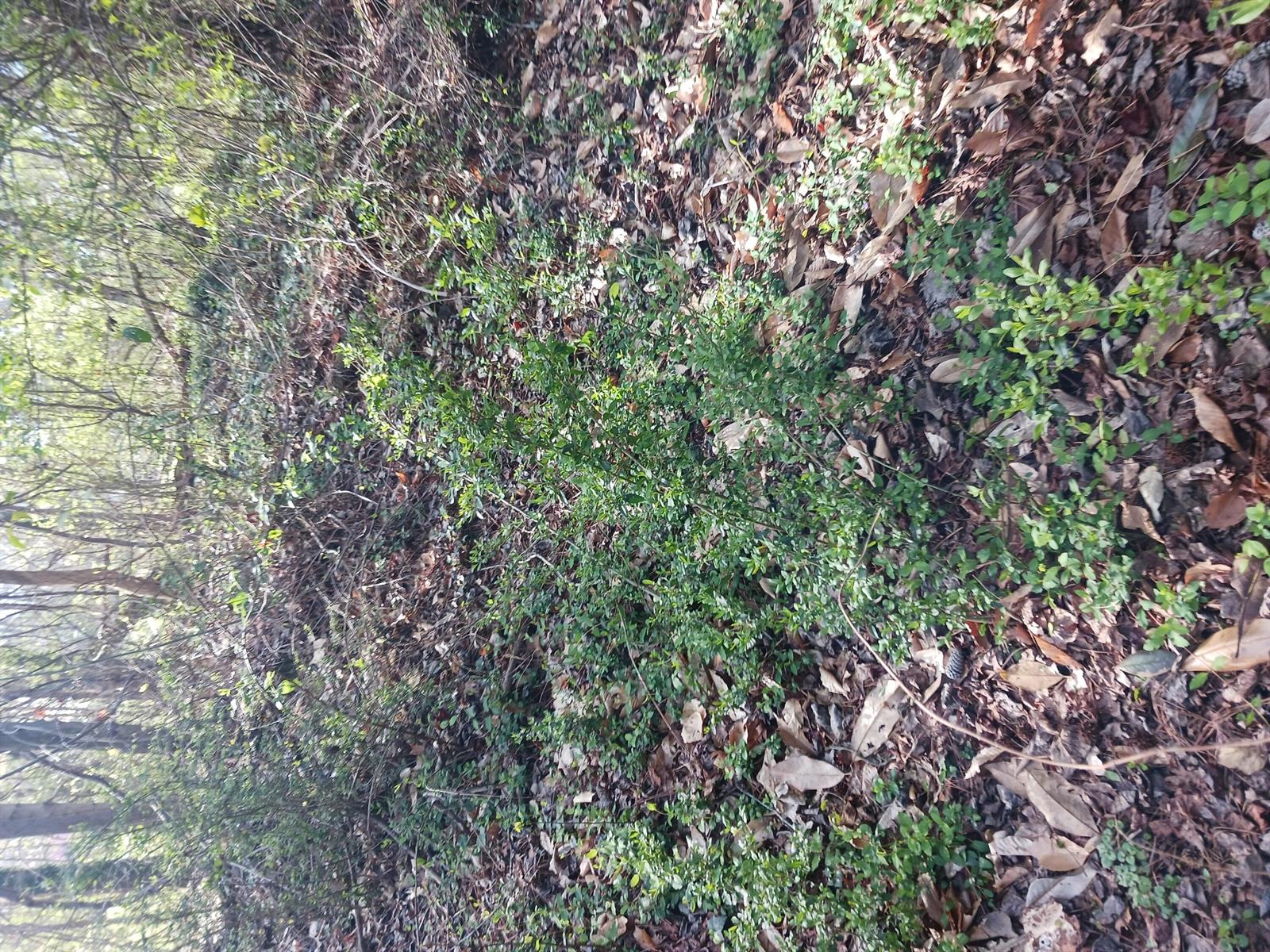 A small green shrub grows in a wooded area covered with fallen brown leaves — 000 158 Lane, FL 32024, FL