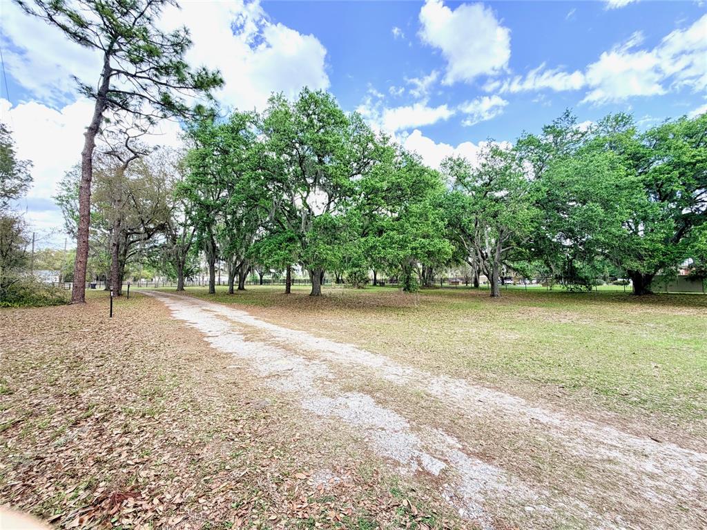 A gravel driveway leads through a grassy yard toward a line of mature oak trees — 7001 W DORMANY ROAD, PLANT CITY, FL