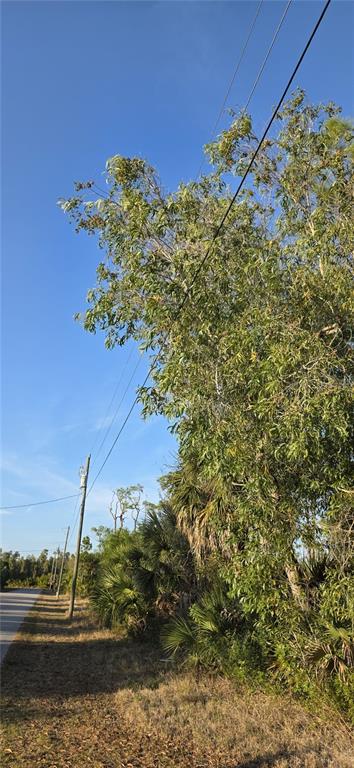A utility pole stands beside a road near a large tree and dense vegetation — 13262 GORMAN AVENUE, PORT CHARLOTTE, FL