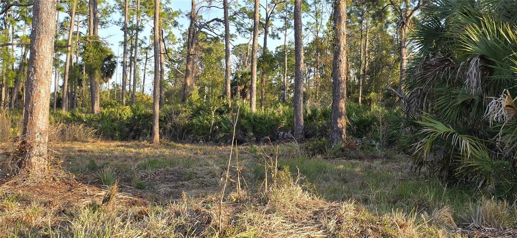 A grassy, partially cleared lot is surrounded by pine trees and dense palmetto bushes — 13262 GORMAN AVENUE, PORT CHARLOTTE, FL