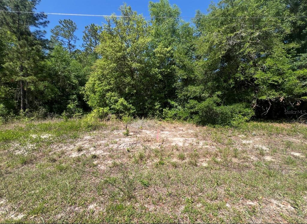 A vacant, sandy lot is bordered by dense green trees under a clear blue sky — TBD LOCUST COURSE RADIAL LOT 20, OCALA, FL