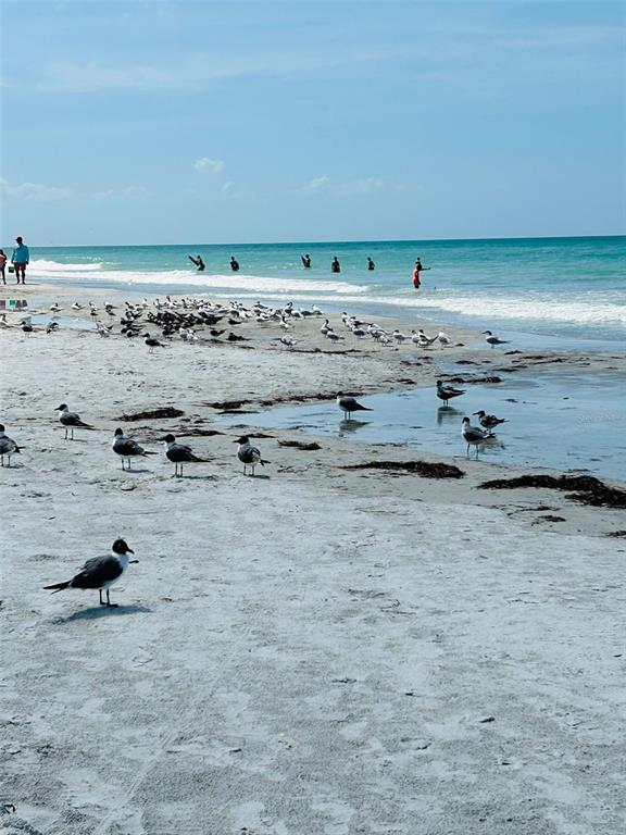A sandy beach features a large flock of seagulls near the water with people swimming — 18218 SUNSET BOULEVARD UNIT B, ST PETERSBURG, FL