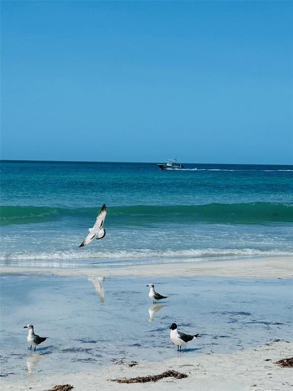 A beach scene features a flying seagull, three birds on the sand, and a boat offshore — 18218 SUNSET BOULEVARD UNIT B, ST PETERSBURG, FL