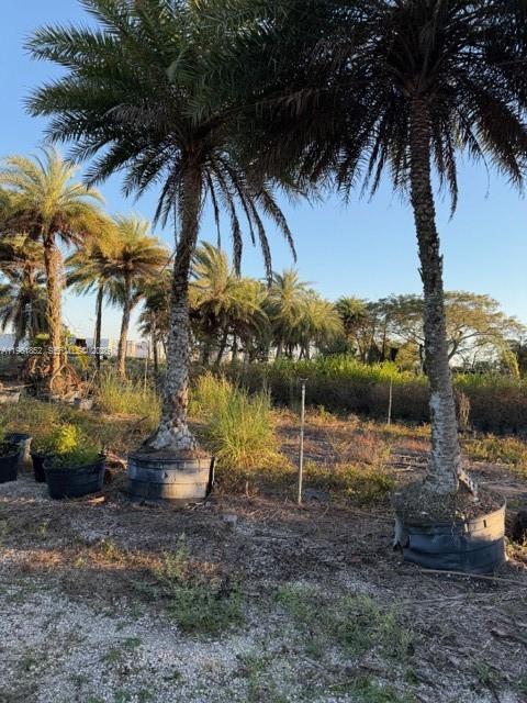 Several palm trees in large containers stand in a field under a clear blue sky — 17450 SW 208th St, Miami FL 33187, MIAMI, FL