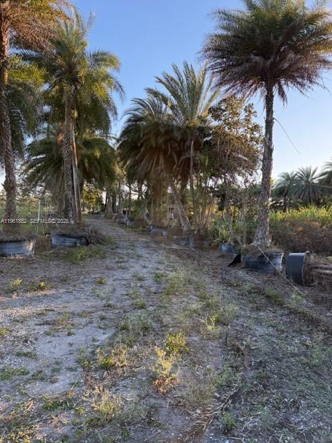 A dirt path leads through a field of potted palm trees under a clear sky — 17450 SW 208th St, Miami FL 33187, MIAMI, FL