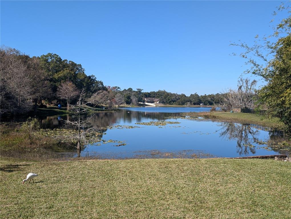 A white bird stands on a grassy lawn overlooking a calm lake with trees — 800 LAKE MARION DRIVE, ALTAMONTE SPRINGS, FL