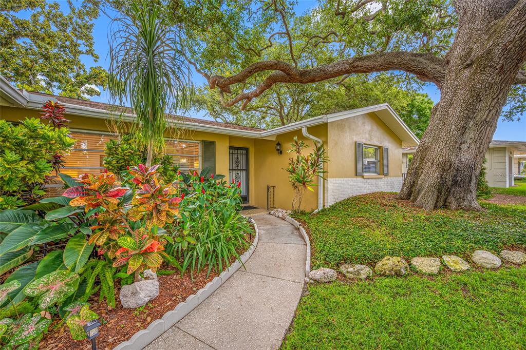 A walkway leads to the front entrance of a yellow house with a large oak tree — 2036 FOREST DRIVE, CLEARWATER, FL