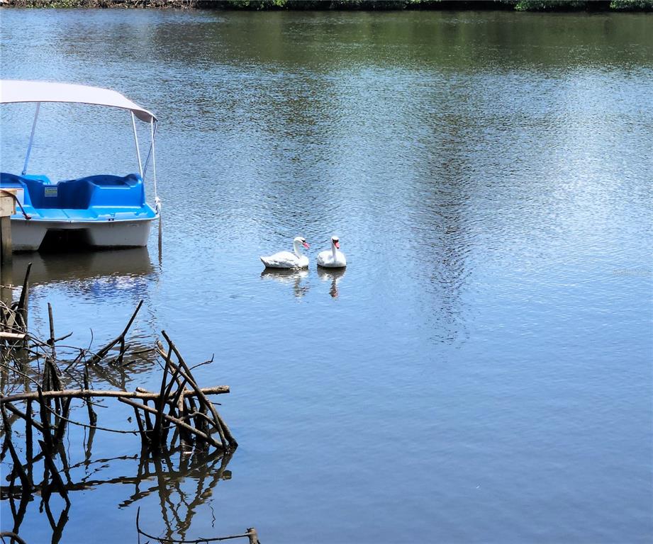 Two white swans swim in a lake next to a small blue pedal boat — 6975 EDGEWATER DRIVE, NEW PORT RICHEY, FL