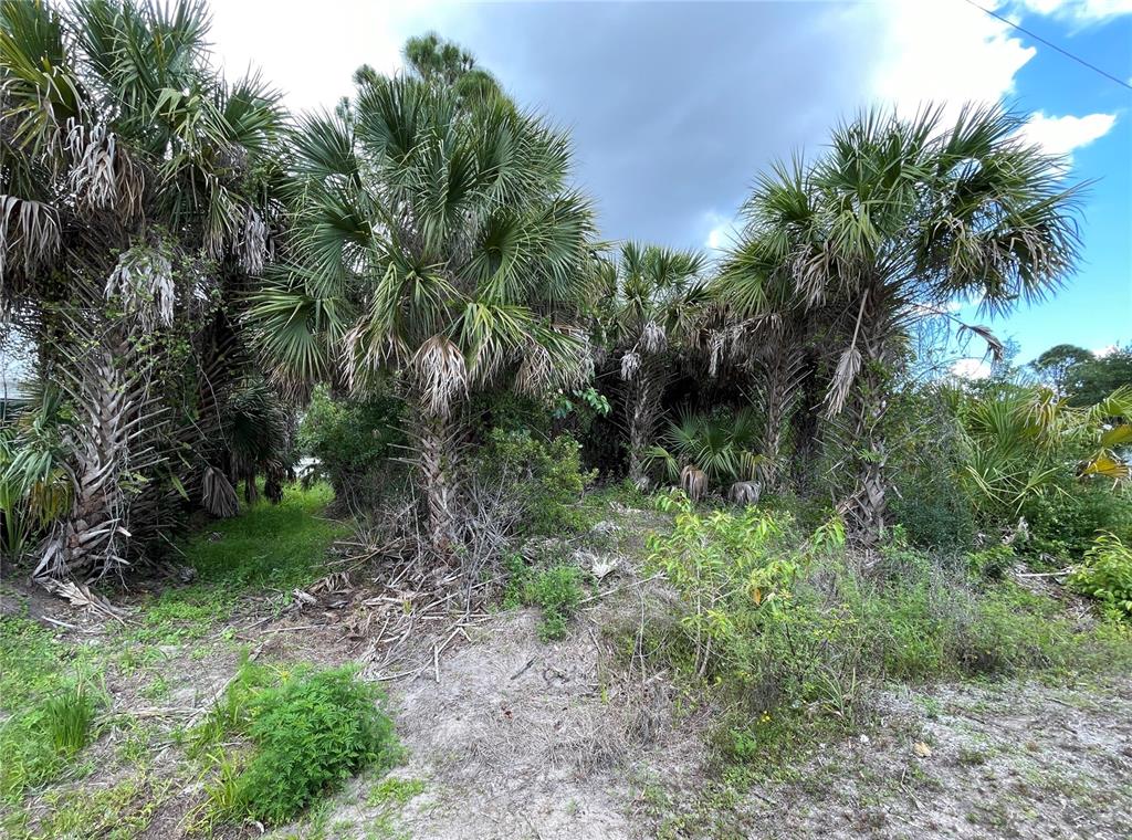 A cluster of palm trees and dense vegetation grows on a sandy, undeveloped lot — 12152 BORAX AVENUE, PUNTA GORDA, FL
