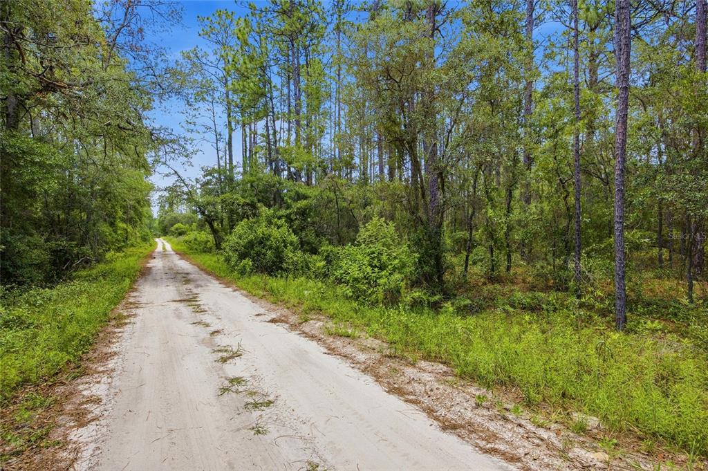 A dirt road winds through a dense, sunlit forest with tall pine and oak trees — Lot 02 SW 175TH TERRACE, DUNNELLON, FL