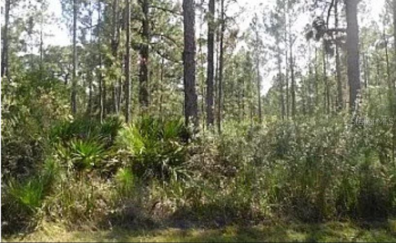 A wooded lot features tall pine trees and dense palmetto bushes under a bright sky — HWY 60 E, LAKE WALES, FL