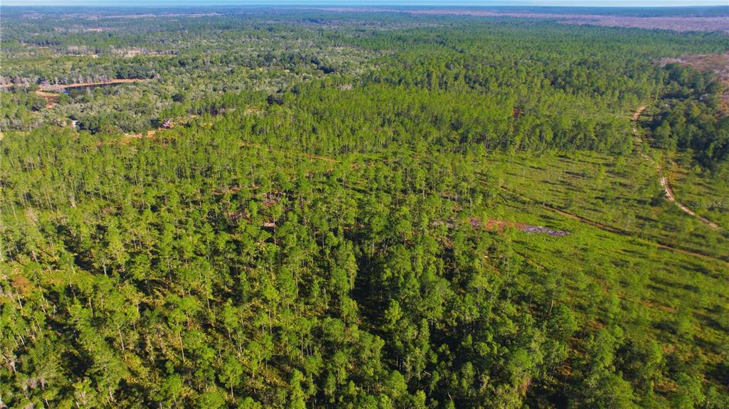 An aerial view shows a large, wooded plot of land with scattered pine trees — TBD (Lot 5) NE 115TH LANE ROAD, FORT MC COY, FL