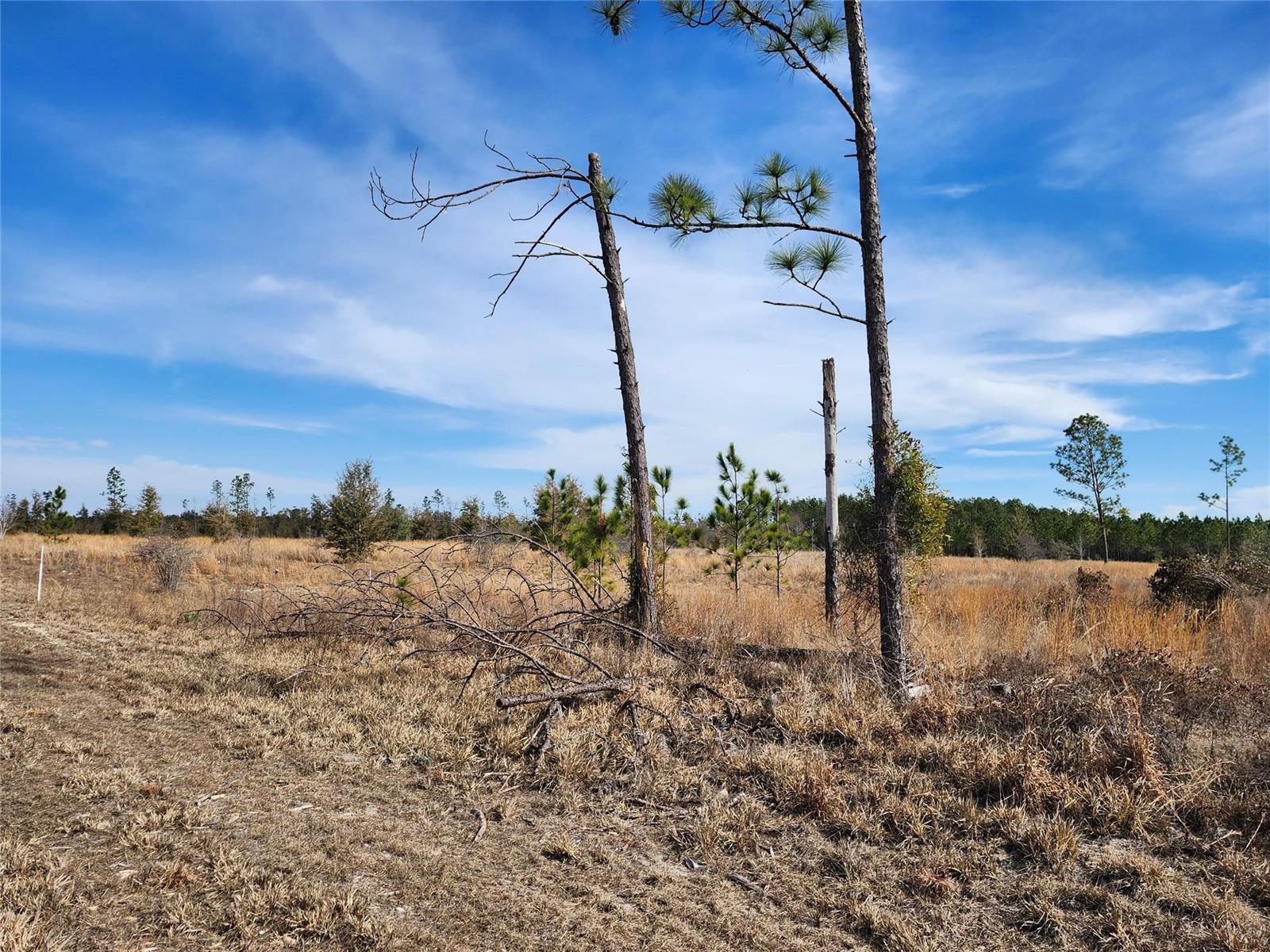 A grassy field features several pine trees, including two prominent trunks with sparse foliage — Lot 50 Fl-50, FL 32060, FL
