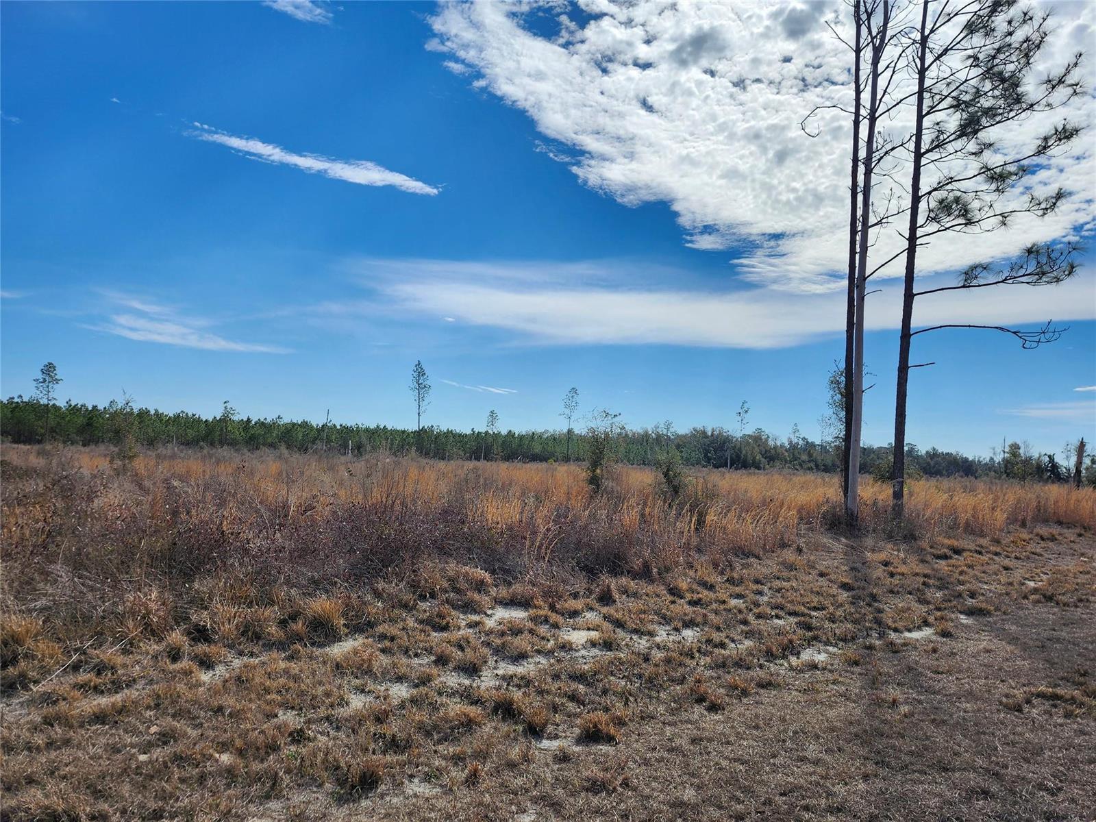 A wide, grassy field with scattered trees under a bright blue sky with clouds — Lot 50 Fl-50, FL 32060, FL