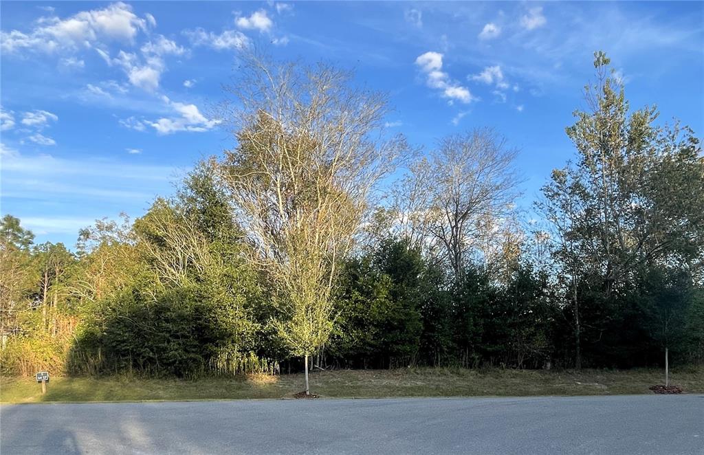 A paved road runs in front of a wooded lot with several tall trees — 2375 NW 150TH BOULEVARD, NEWBERRY, FL