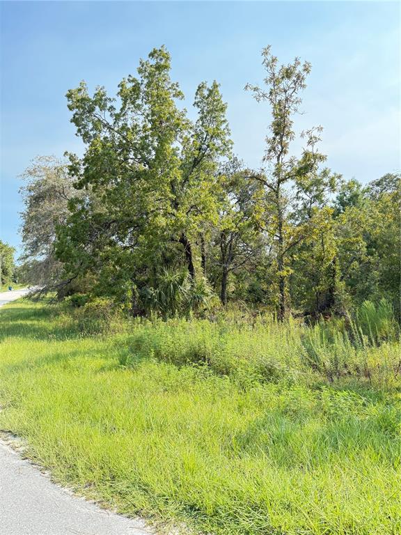 A grassy roadside area features a cluster of mature trees and dense vegetation — 11096 MARSH WREN AVENUE, WEEKI WACHEE, FL