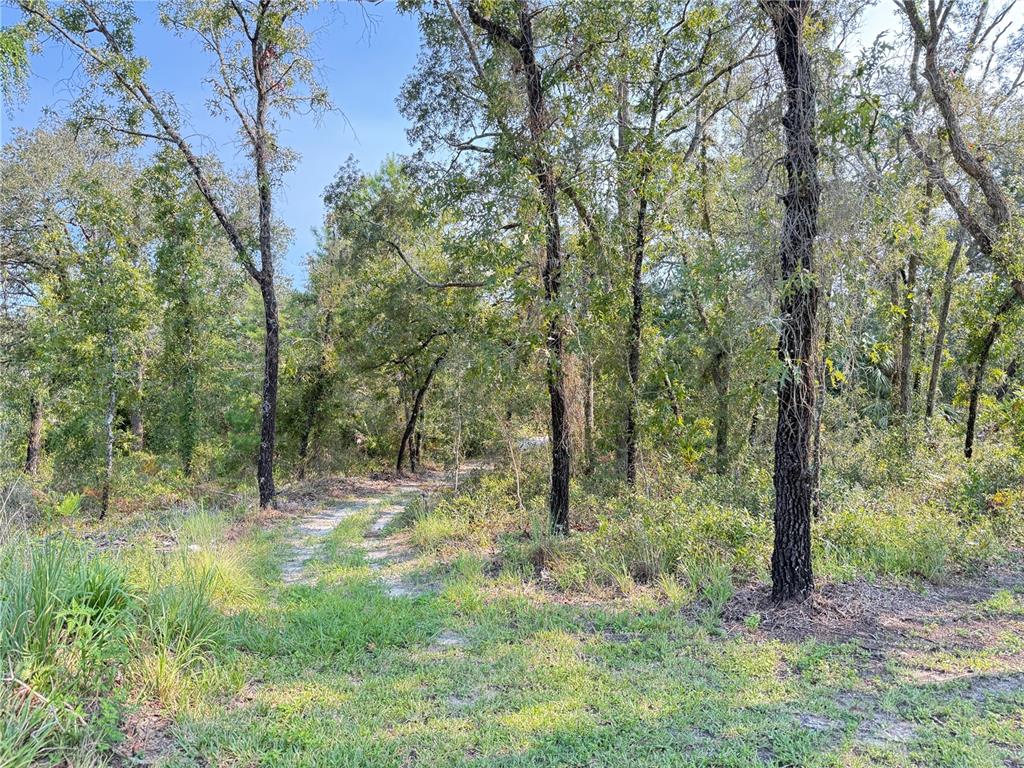 A dirt path leads into a wooded area with tall trees and dense undergrowth — 11096 MARSH WREN AVENUE, WEEKI WACHEE, FL