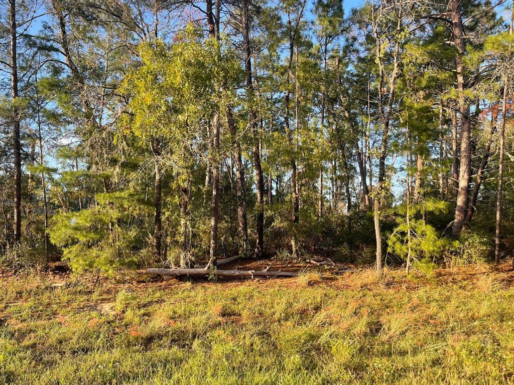 A grassy field leads to a dense line of pine and hardwood trees — 0 SW 157TH STREET, OCALA, FL