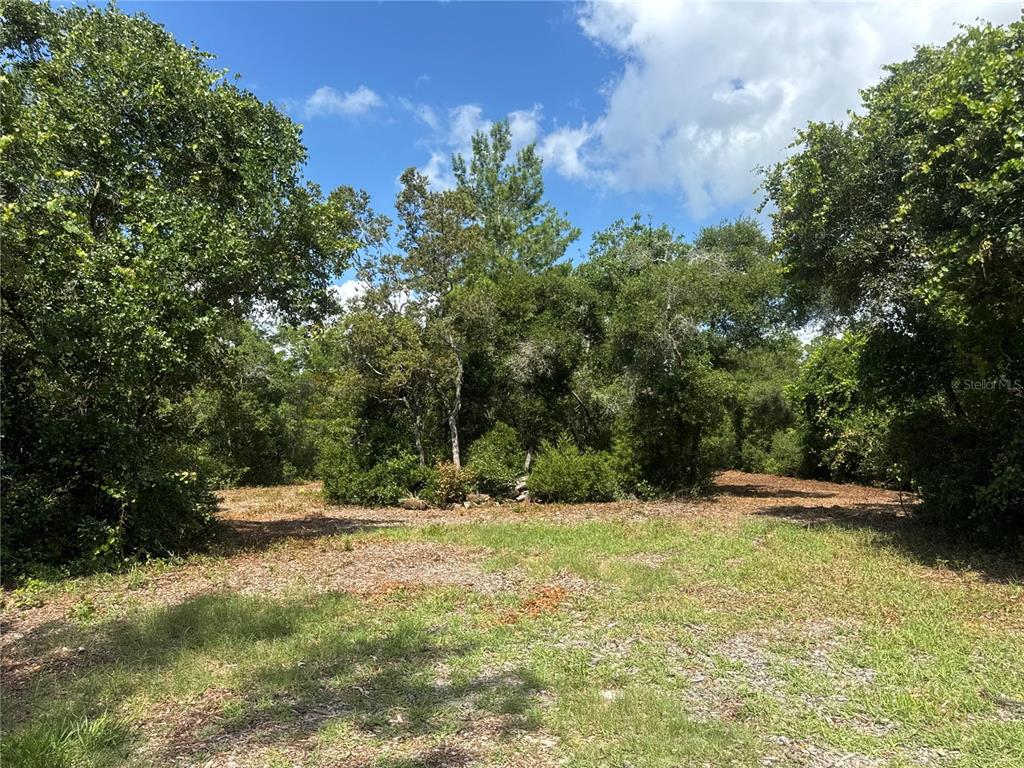 A wooded, partially cleared lot features dense trees and patches of grass under a blue sky — 0 NORTH CIRCLE E, PAISLEY, FL