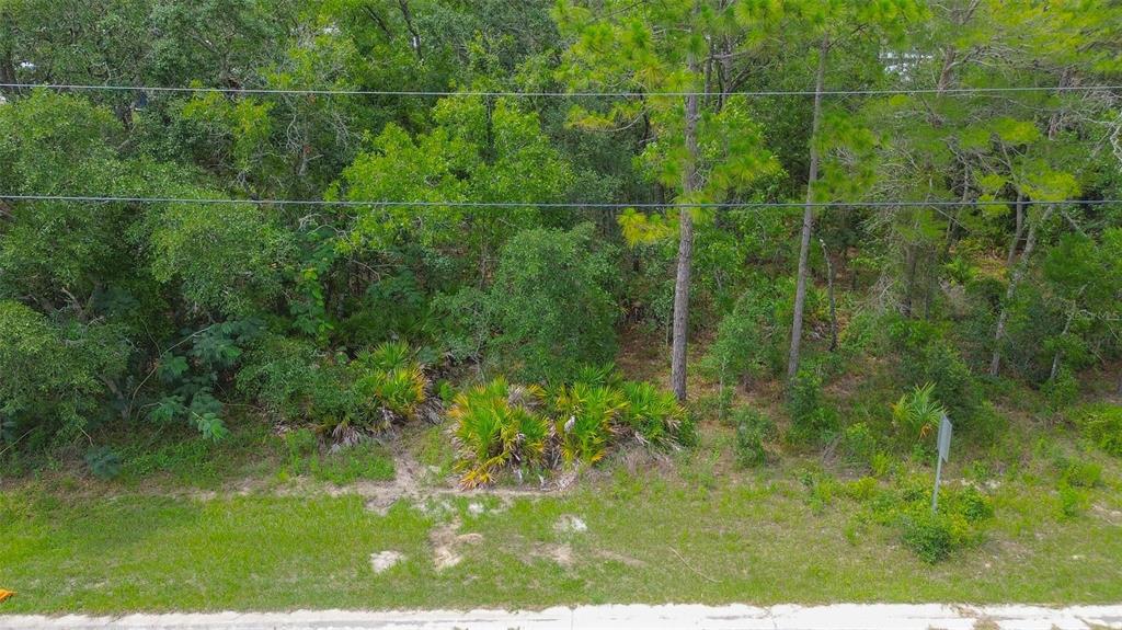 A vacant, wooded lot with dense vegetation and pine trees borders a paved road — 6859 W MERRIVALE LANE, HOMOSASSA, FL