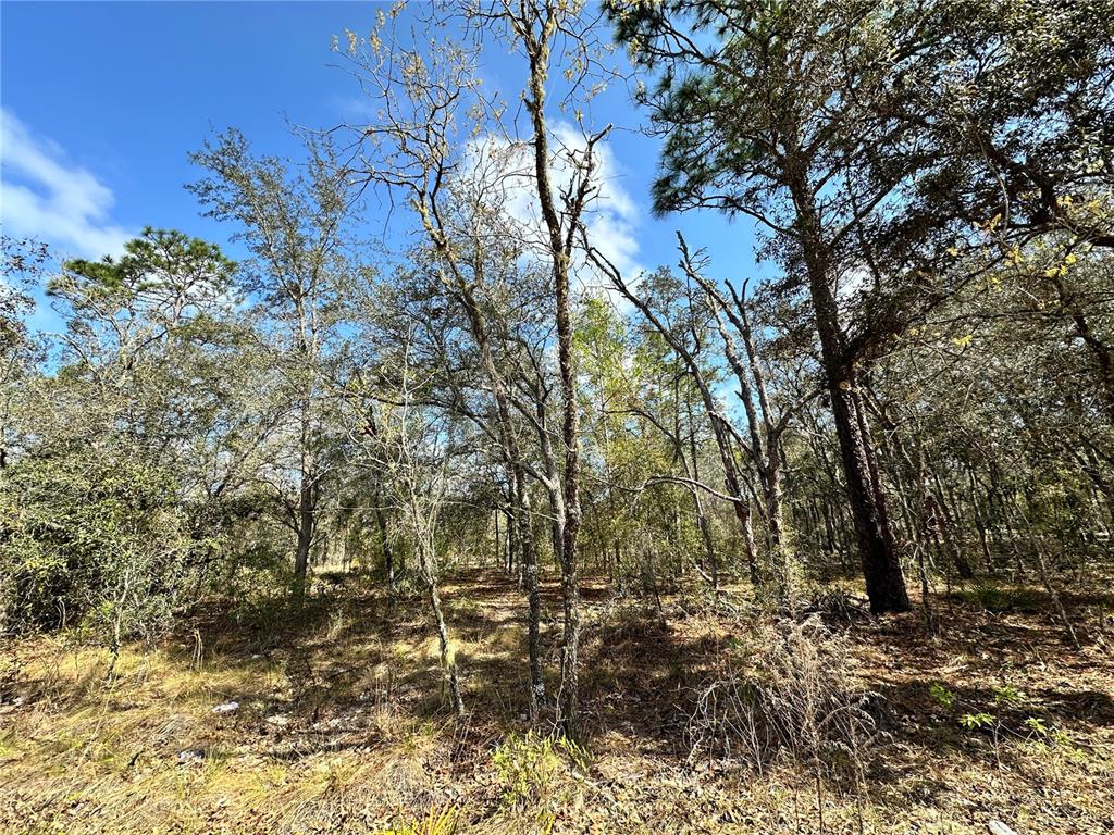 TBD NE 68TH PLACE, BRONSON, FL — photo 4 of 8