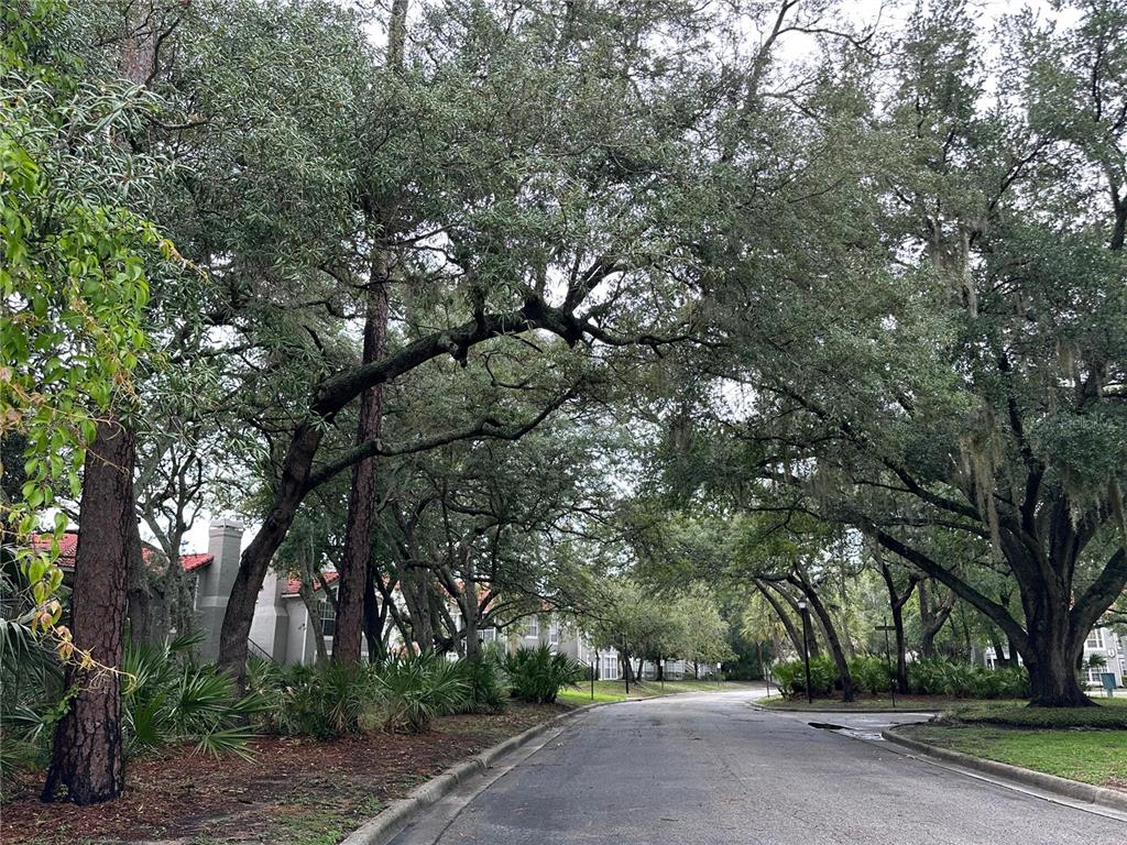 A paved road winds through a residential area shaded by large, mature oak trees — 995 NORTHERN DANCER WAY UNIT 201, CASSELBERRY, FL