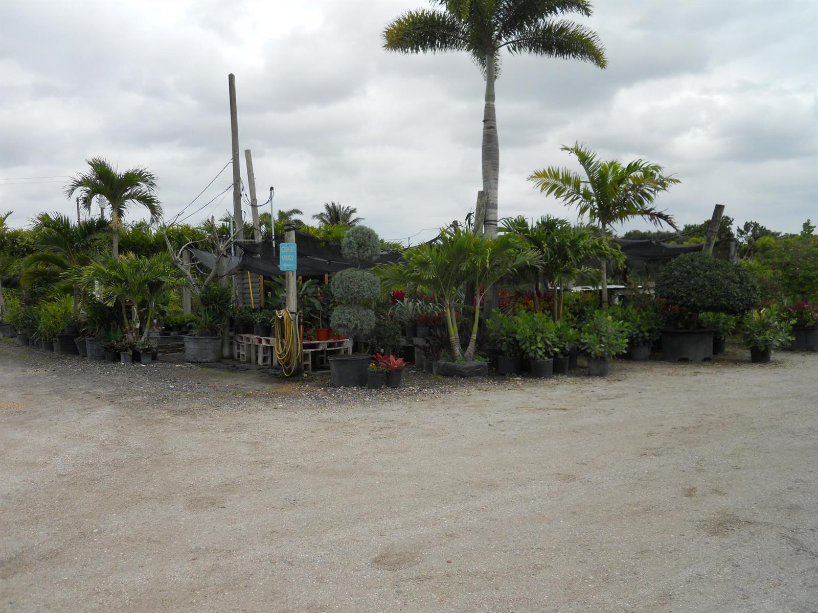 A plant nursery features various potted palms, shrubs, and trees under a cloudy sky — 0000 Boynton Beach Blvd, Boynton Beach FL 33472, BOYNTON BEACH, FL