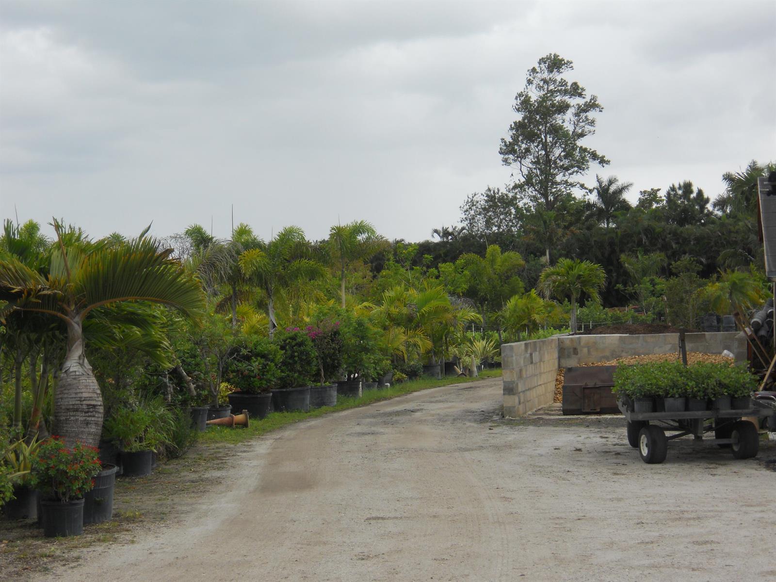 A dirt path winds through a plant nursery filled with potted palms and shrubs — 0000 Boynton Beach Blvd, Boynton Beach FL 33472, BOYNTON BEACH, FL