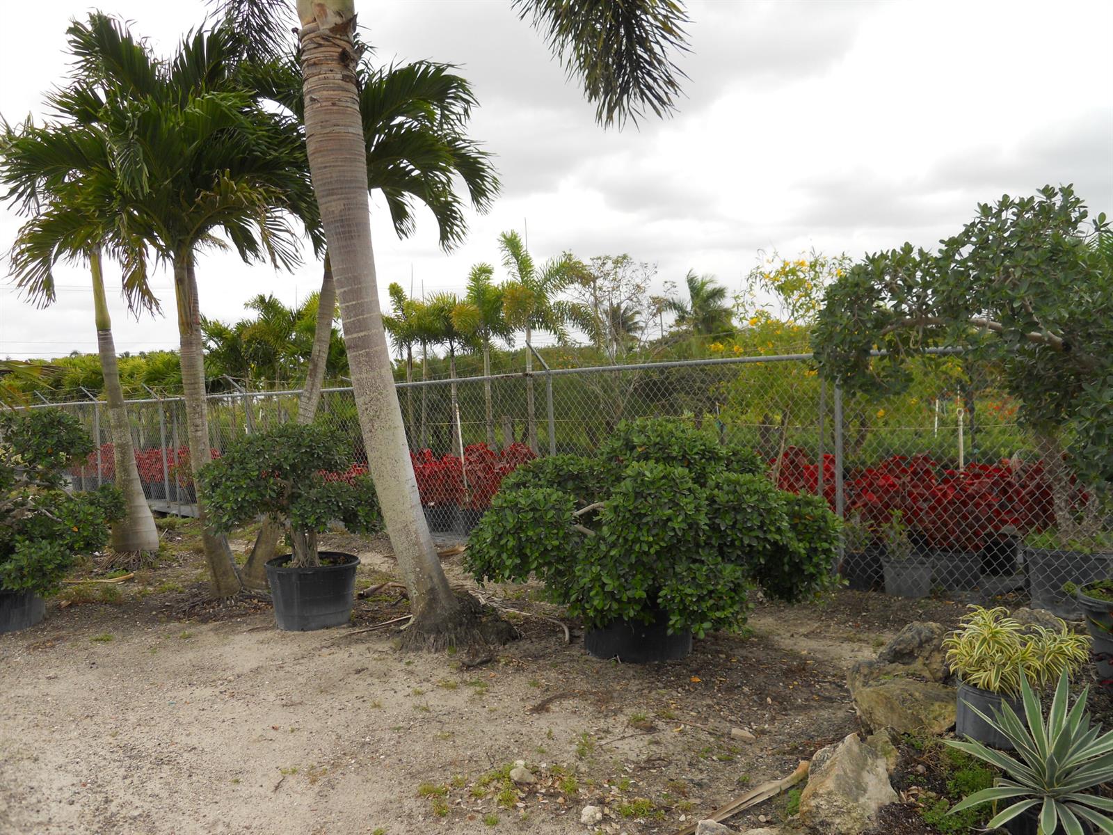 A nursery area features potted shrubs, palm trees, and a chain-link fence under a cloudy sky — 0000 Boynton Beach Blvd, Boynton Beach FL 33472, BOYNTON BEACH, FL