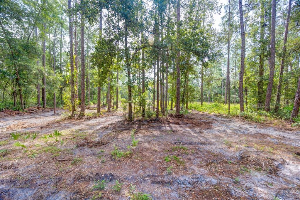 A wooded lot with cleared sandy ground and tall pine trees under a bright sky — 34389 GRINDSTONE DRIVE, WEBSTER, FL