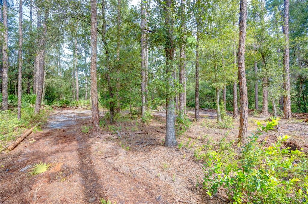 A wooded lot featuring tall pine trees and a dirt path on a sunny day — 34389 GRINDSTONE DRIVE, WEBSTER, FL
