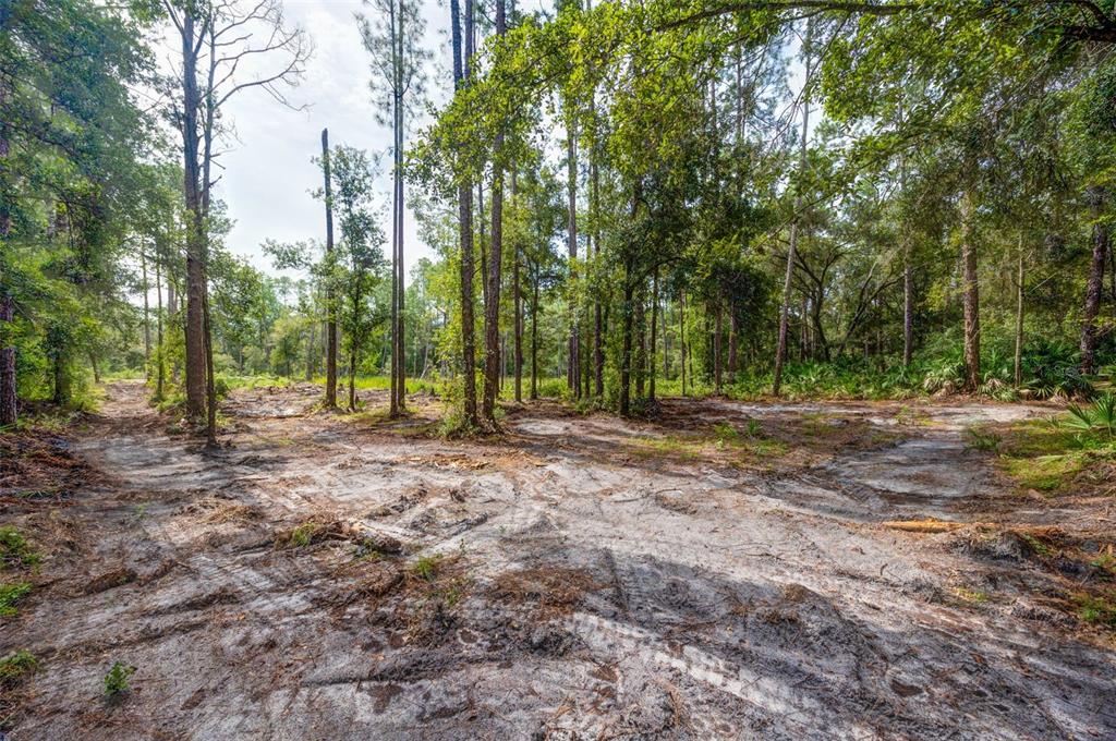 A cleared, sandy lot with scattered trees and tire tracks in a wooded area — 34389 GRINDSTONE DRIVE, WEBSTER, FL