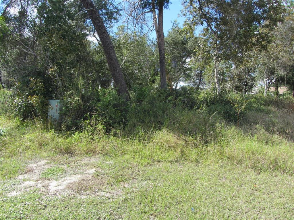 A view of a wooded, overgrown residential lot with a utility box on the left — 1688 CATALINA BLVD, DELTONA, FL