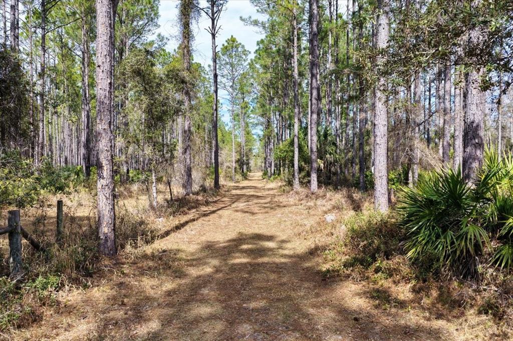 A dirt path leads through a pine forest with scattered palmetto bushes and tall trees — 60 Acres NW CLYATT ROAD, CHIEFLAND, FL
