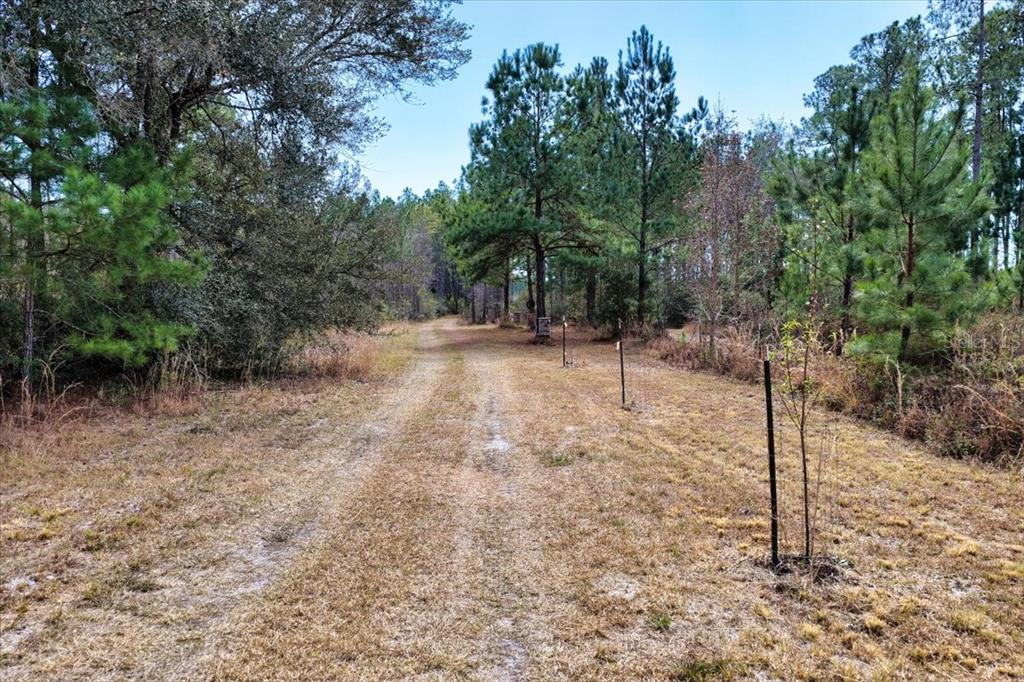 A dirt path leads through a wooded area with several black metal fence posts — 60 Acres NW CLYATT ROAD, CHIEFLAND, FL