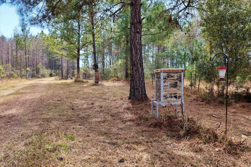 A wooden beehive stands in a grassy, wooded area near a bird feeder — 60 Acres NW CLYATT ROAD, CHIEFLAND, FL