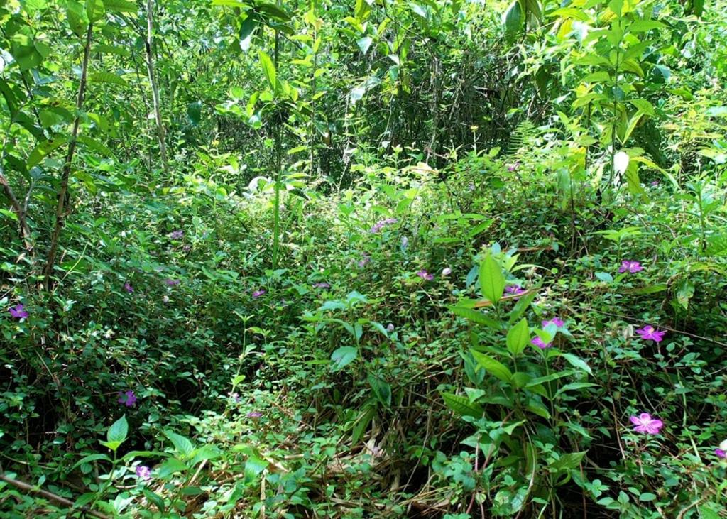A dense, green forest undergrowth features numerous small, vibrant purple flowers scattered throughout the foliage — 14, CAMINO FRANK ORTIZ KM 12.3, MAYAGUEZ, PR